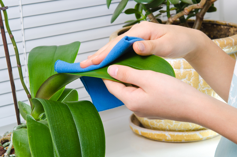 Experience a Fresh Home by Tackling Pet Odors